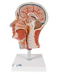 Modelo anatómico de media cabeza con músculos C14 3B SCIENTIFIC