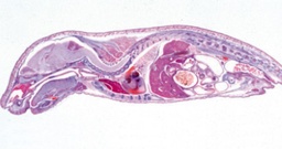 3B Scientific W13058 (Juego de láminas de embriología del cerdo)