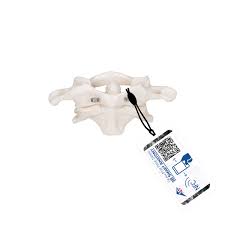 Atlas humano y modelo de ejes, montado sobre alambre 3BScientific 1000140