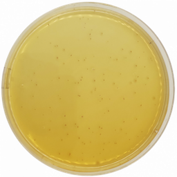 Agar MRS Condalab 