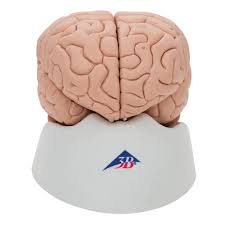 Modelo de cerebro humano en 8 piezas -  3B Scientific 1000225 [C17]